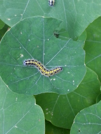 Pieris brassicae